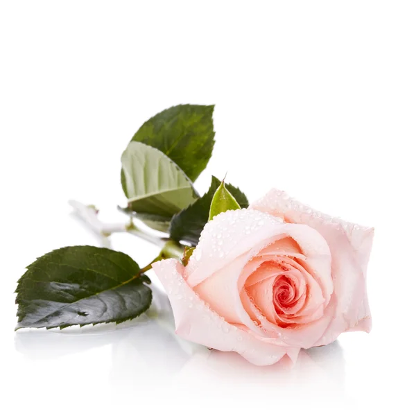 Красивая розовая роза. — стоковое фото