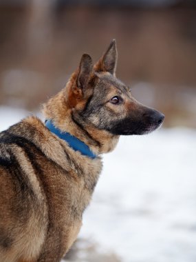 bir sokak köpeği portresi.