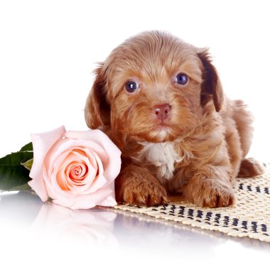 Gül desenli bir halı üzerinde köpek yavrusu.