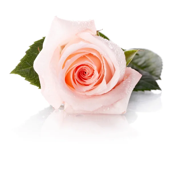 Pink rose. — Stock Photo, Image