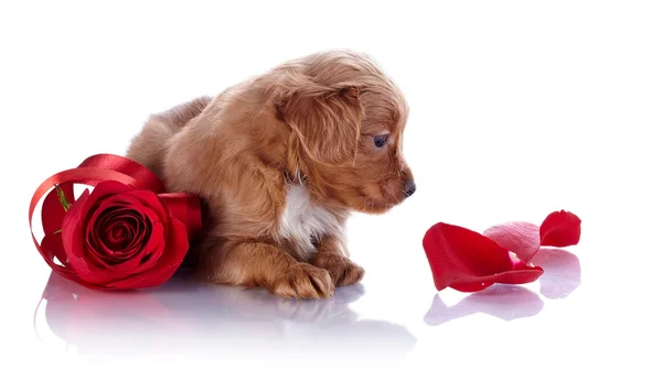 Puppy met een rode roos en bloemblaadjes. — Stockfoto