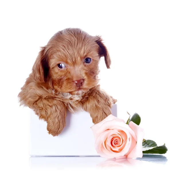 Cachorro en una caja y una rosa —  Fotos de Stock
