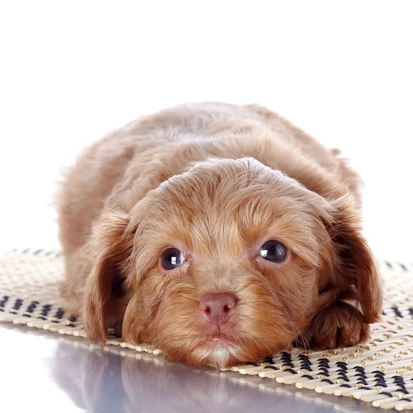 Filhote de cachorro em um tapete — Fotografia de Stock