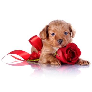 bir gül ve bir kırmızı yay ile köpek yavrusu.