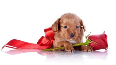 bir gül ve bir kırmızı yay ile köpek yavrusu.