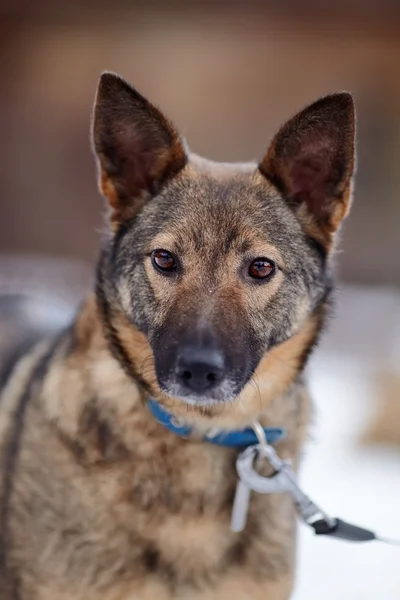 Porträt eines Hundes. — Stockfoto