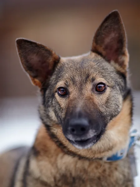 Portret van een mongrel. — Stockfoto