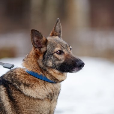 bir sokak köpeği portresi.