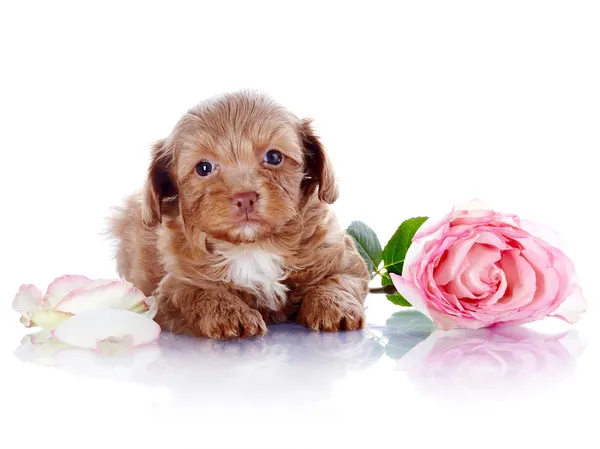 Puppy met een roos — Stockfoto
