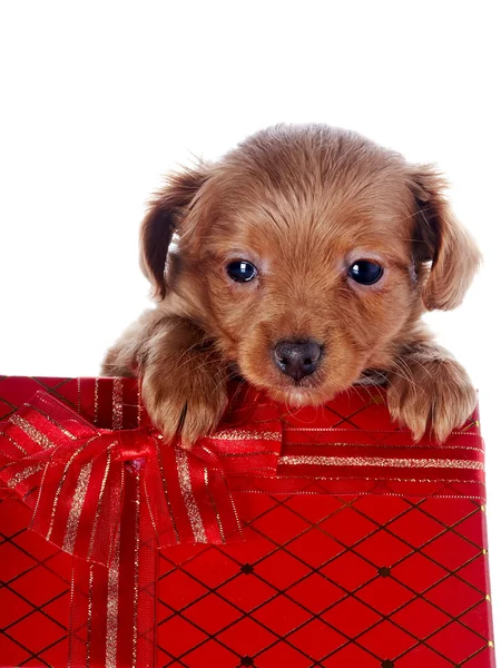 Puppy in a gift box — Stock Photo, Image