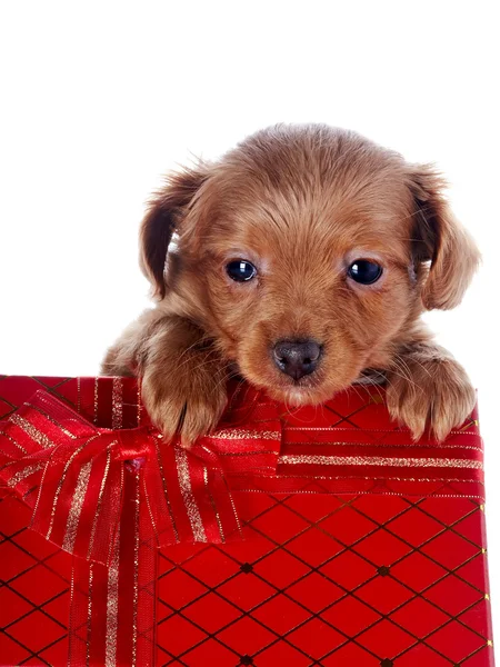 Puppy in a gift box Stock Photo