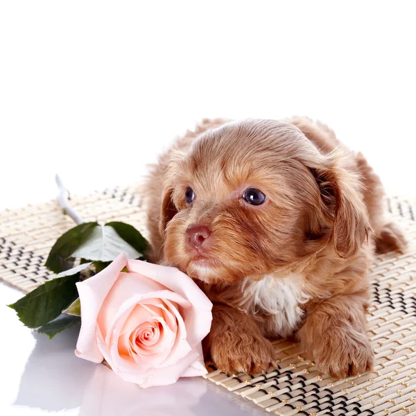 Cachorro en una alfombra con una rosa —  Fotos de Stock