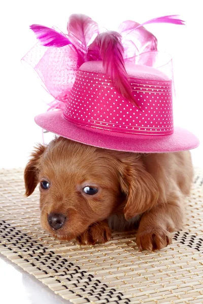 Filhote de cachorro em um chapéu em um tapete . — Fotografia de Stock