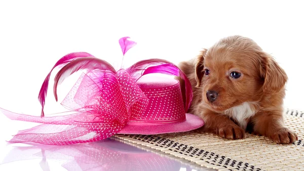 Puppy and a hat with feathers. — Stock Photo, Image