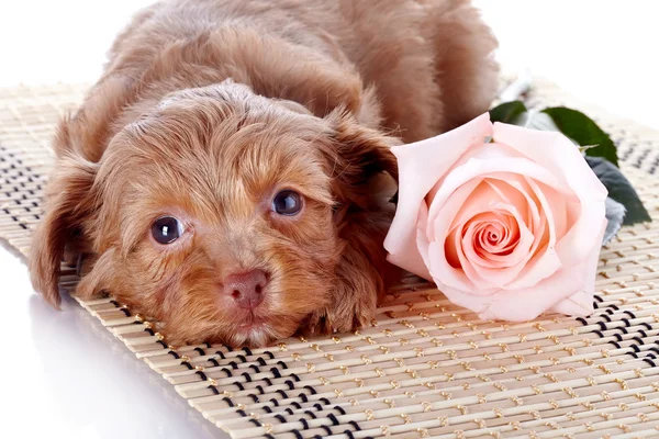 Cachorro con una rosa en una alfombra . —  Fotos de Stock