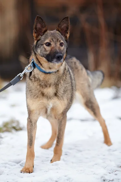 Doggie op wandeling. — Stockfoto