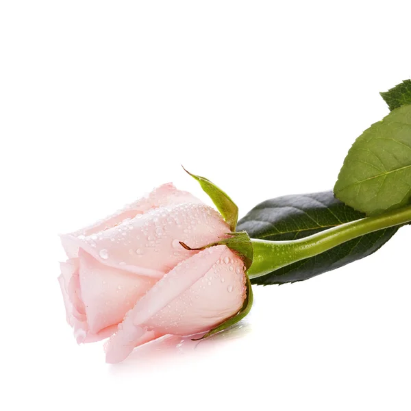 Rózsaszín rózsa bud — Stock Fotó