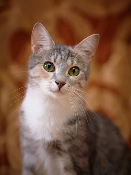 Retrato de um gato de olhos verdes cinza . — Fotografia de Stock