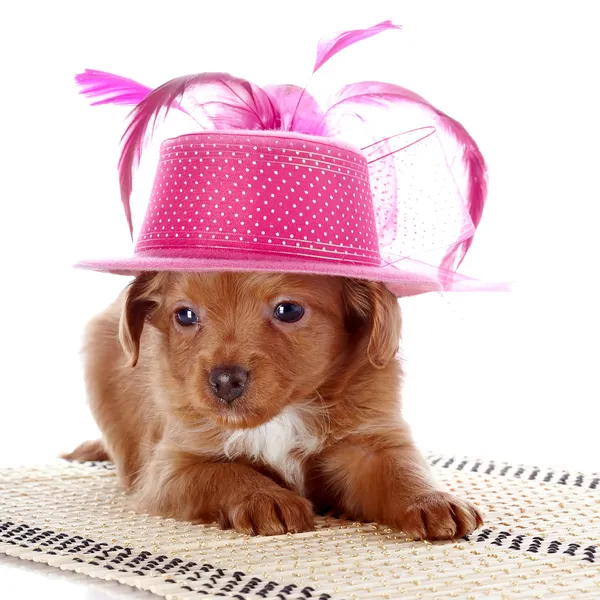 Filhote de cachorro em um chapéu em um tapete . — Fotografia de Stock