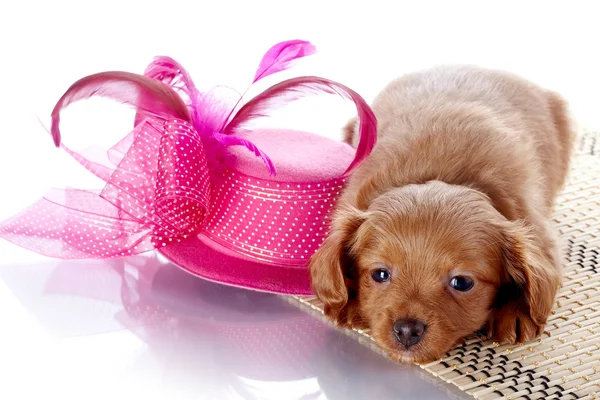 Filhote de cachorro e um chapéu com penas . — Fotografia de Stock