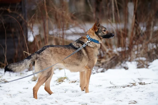 Niet rasechte hond. — Stockfoto