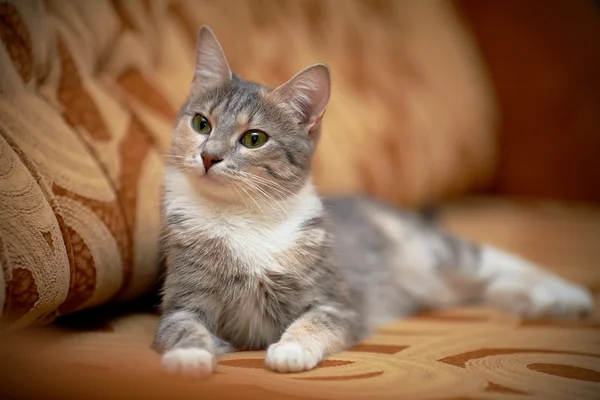 El gato gris con ojos verdes yace en un sofá . — Foto de Stock