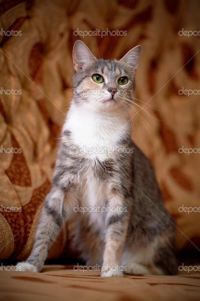 Federschweif Depositphotos_43285835-stock-photo-gray-cat-with-green-eyes