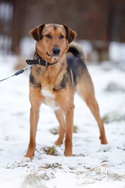 Doggie on walk. — Stock Photo, Image