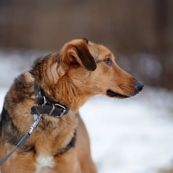 Porträtt av en mongrel. — Stockfoto