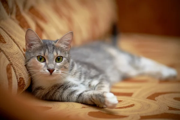 A szürke macska, zöld szeme fekszik egy kanapén. — Stock Fotó