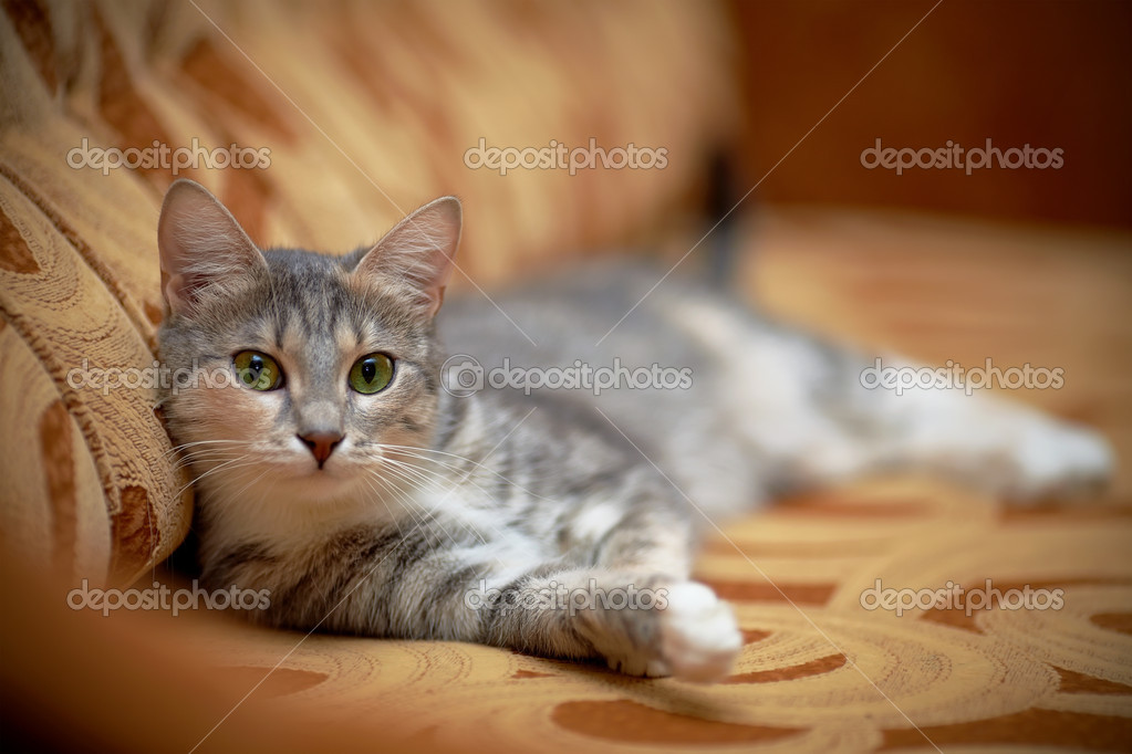Le Chat Gris Aux Yeux Verts Se Trouve Sur Un Canapé