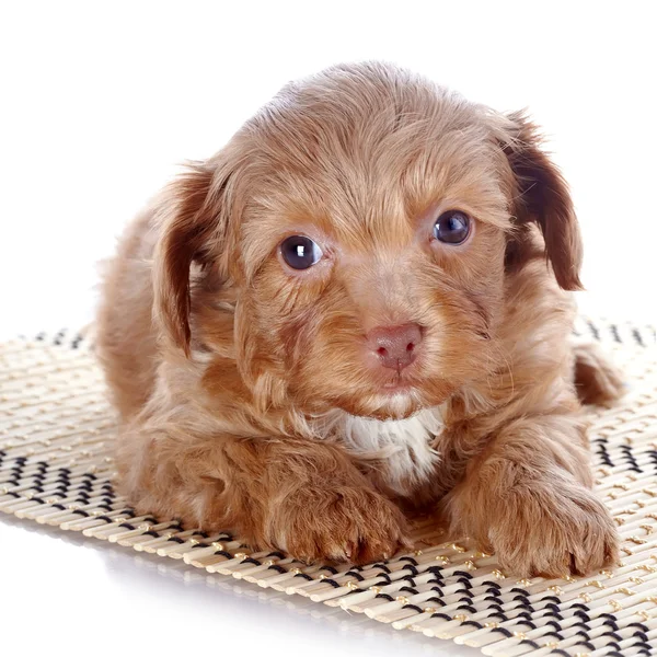 Bir halının üzerinde köpek yavrusu — Stok fotoğraf