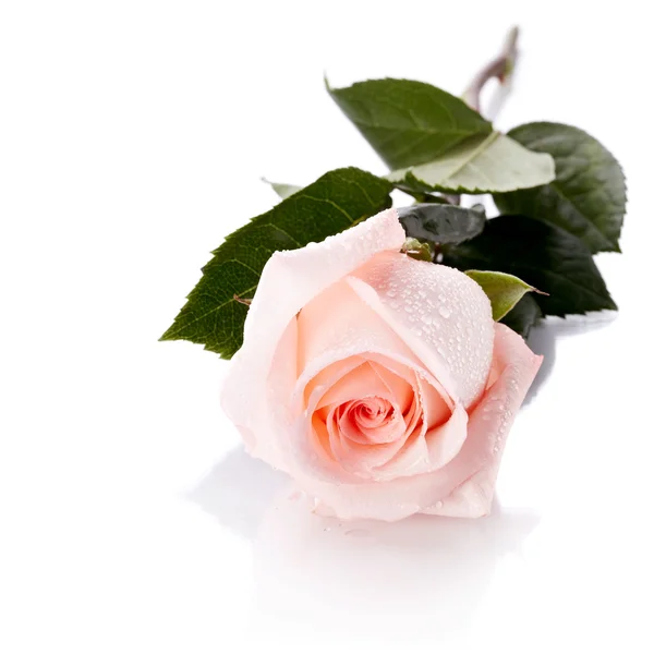 Gyönyörű rózsaszín rózsa. — Stock Fotó
