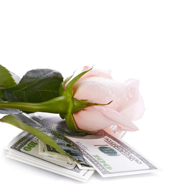 Pink rose flower and money — Stock Photo, Image