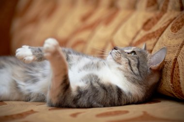 Yeşil gözlü Gri kedi kanepede yatıyor..