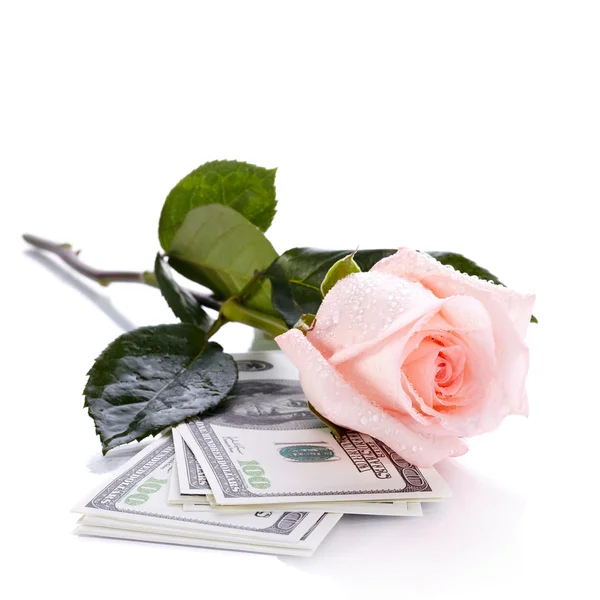 Rose and dollars. — Stock Photo, Image