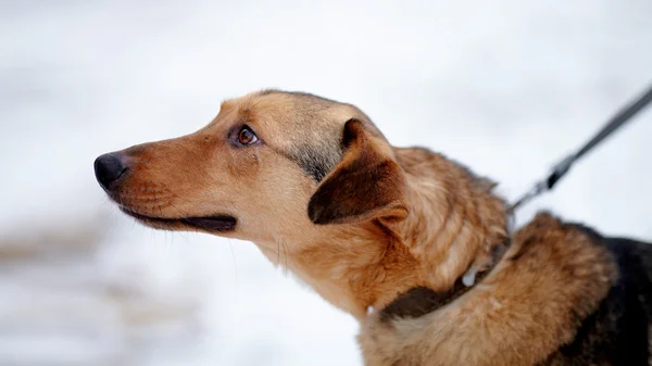 Ritratto di un furfante . — Foto Stock