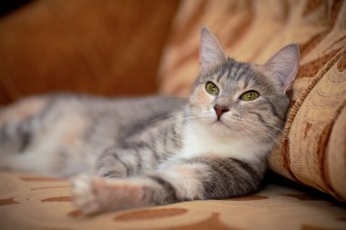 Yeşil gözlü bir gri kedi portresi.