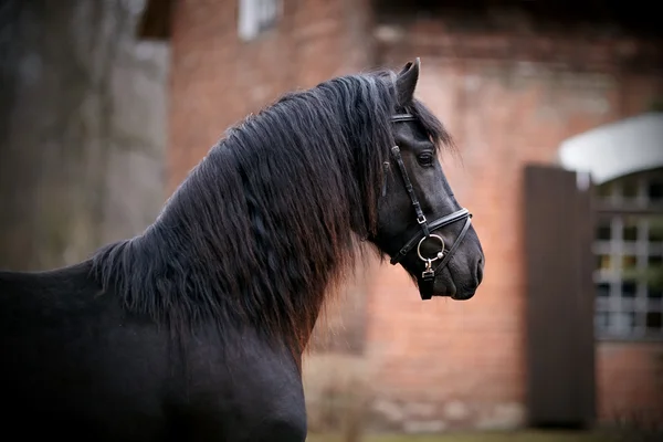 Retrato de um cavalo preto de esportes . — Fotografia de Stock