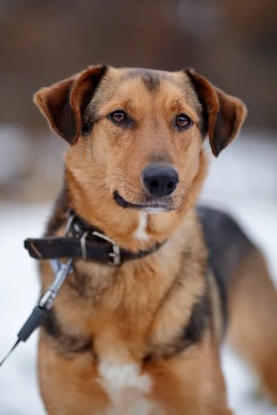 Portrait of a  mongrel. — Stock Photo, Image