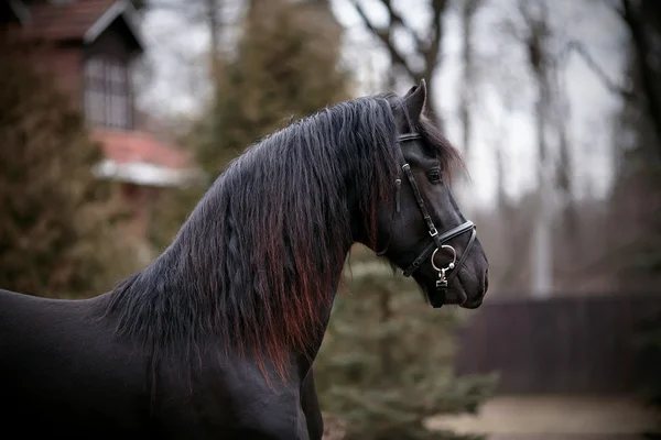 Porträt eines sportlichen schwarzen Pferdes. — Stockfoto