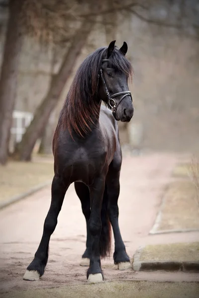 Stallone nero . — Foto Stock