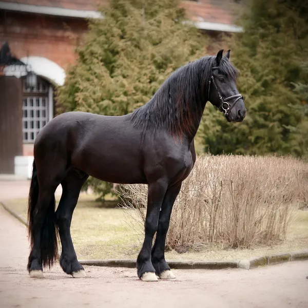 Schwarzes Pferd. — Stockfoto