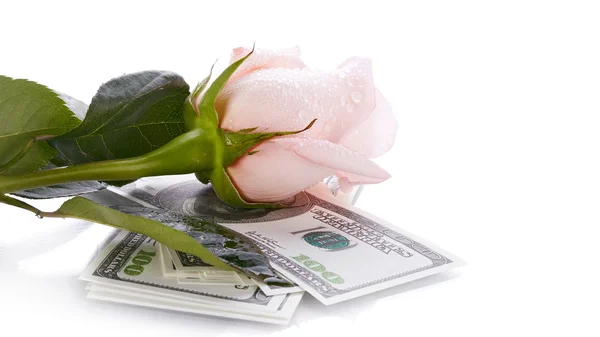 Rose and dollars. — Stock Photo, Image