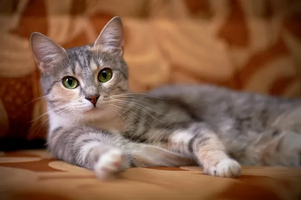 Yeşil gözlü bir gri kedi portresi. — Stok fotoğraf