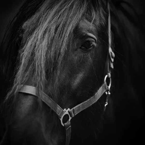 Muzzle of a horse. — Stock Photo, Image