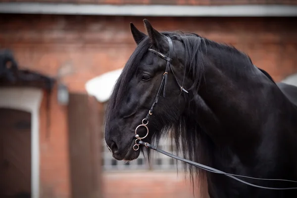 Portrait of a black stallion. — Stock Photo, Image