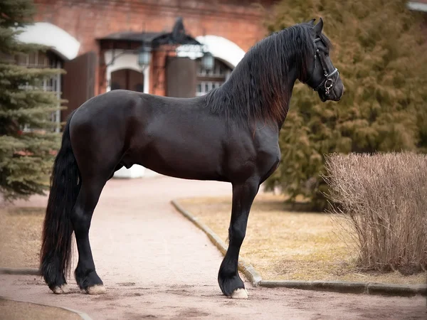 Cavalo Negro. — Fotografia de Stock