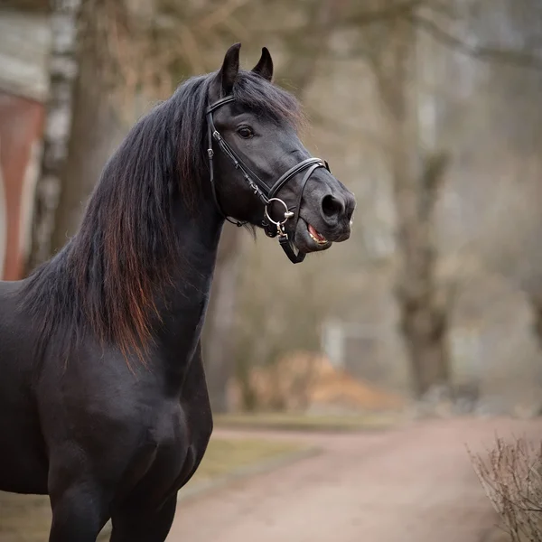 スポーツの黒い種馬の肖像画. — ストック写真