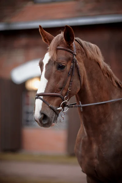 Retrato de un caballo rojo. — Foto de Stock